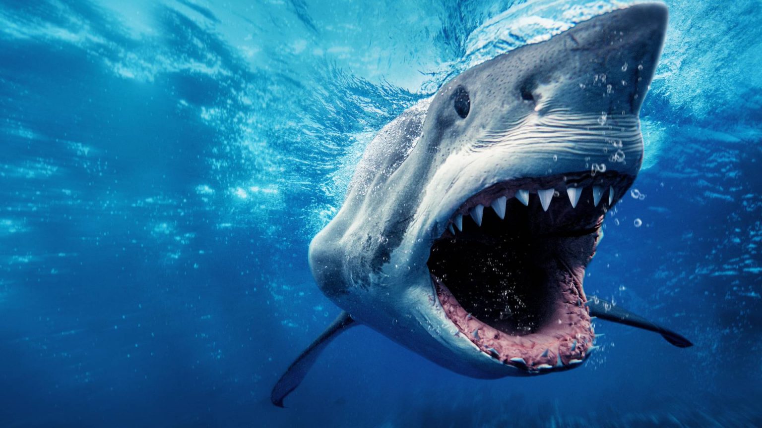 When Does Shark Week Start In 2022